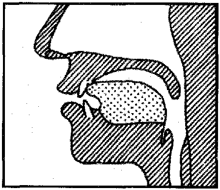 10.2 Alveolar Nasal /n/